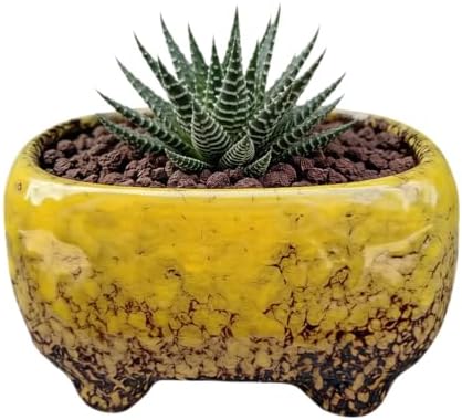 Cute 4.7 Inch Rectangle Ceramic Home Garden Decoration Succulent Cactus Flower Pots Container -Plant Not Included (Yellow) by SJBAG