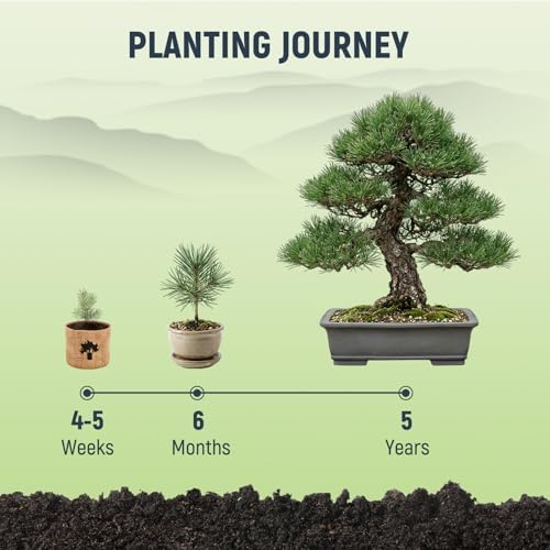 Bonsai Tree Kit - Complete Indoor Bonsai Starter Kit with 5 Unique Tree Seeds, Bonsai Tools - DIY Gardening Gift for Adults Women Men, Mom, Her, Friend (5 Bonsai Trees) - Image 6