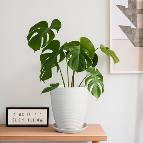 8 Inch Ceramic Planter Pot Round Plant Pot with Drainage Hole and Saucer Modern Flower Pot for Indoor Outdoor Plants White - Image 4