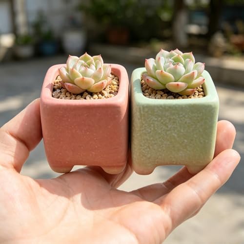 12-Pack 1.6" Modern Square Succulent Pots with Large Drainage Hole - Rustic Morandi Stone Textured Ceramic Planters, Mini Pots for Air Plants, Fairy Gardens (Slate Blue) - Image 4