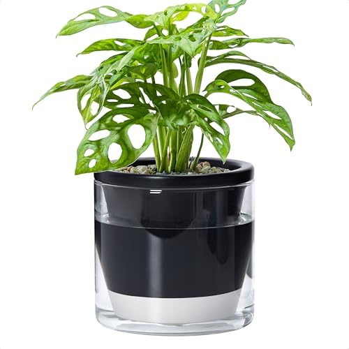 D'vine Dev Self-Watering Black Terracotta Planter Pot, 6 in, 37-X-B-3 by DvineDevPlanterPotsandStand