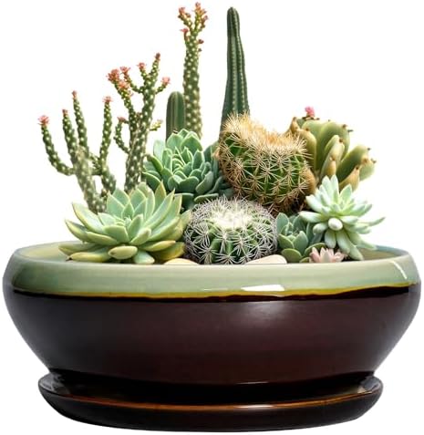 SQOWL Succulent Planters 10 Inch, Ceramic Bonsai Pots, Green-Brown by SQOWL