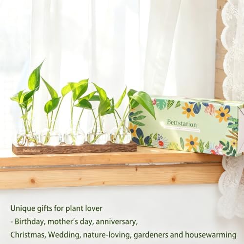 Plant Propagation Station, Plants Terrarium with Wooden Stand - Image 5