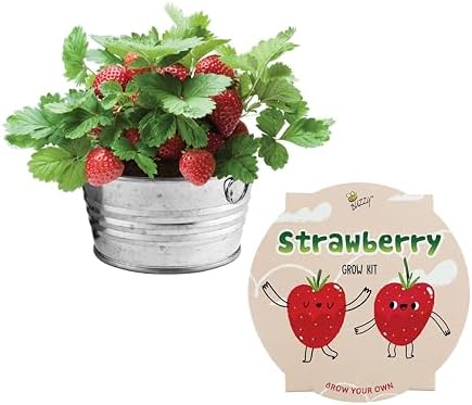 Buzzy Seeds Strawberry Grow Kit, Galvanized Basin Planter, Indoor/Outdoor by BUZZY