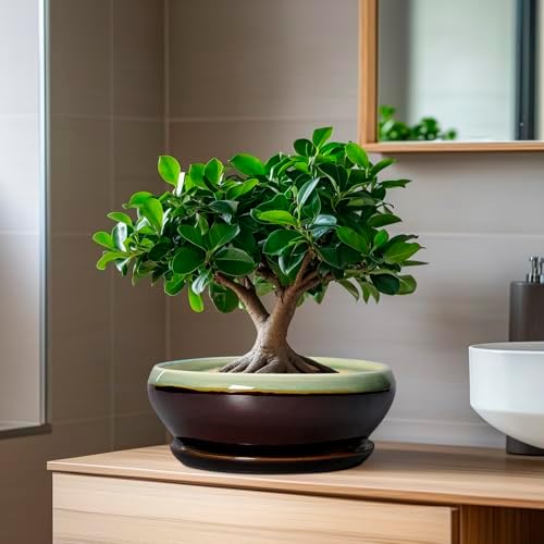 SQOWL Bonsai Pots 8 Inch - Ceramic Succulent Planters with Drainage Hole and Tray, Round Shallow Planter for Indoor Plants, Ceramic Planter Bowl Outdoor, Living Room Decor, Garden Gift, Green-Brown - Image 6