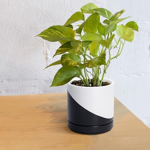 D'vine Dev 6.5 Inch Ceramic Planter Pot, Black White Diagonal, 94-O-C-K - Image 6