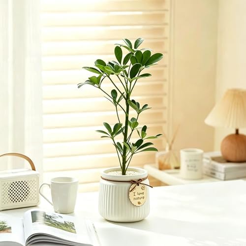 Pastel Ceramic Succulent Pots, Small Mini Flower Planter Pots with Jute Tag, Decorative Indoor Cactus Plant Container for Home Windowsill Desktop Decor (White) - Image 5