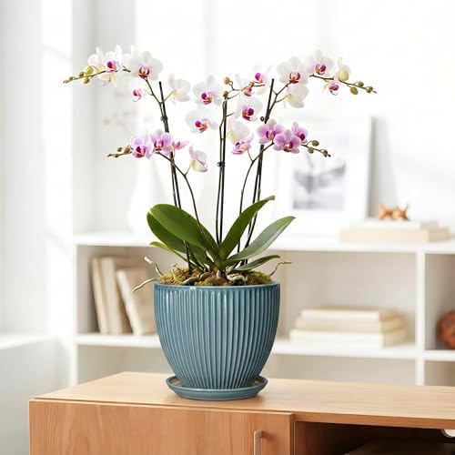 Ceramic Planter, 8 Inch Plant Pot Indoor with Drainage Hole and Saucer, Decorative Planters for Indoor Plants, Modern Flower Pots, Round Planter, Room Decor, Gifts for Plant Lovers, Glaze Blue - Image 5