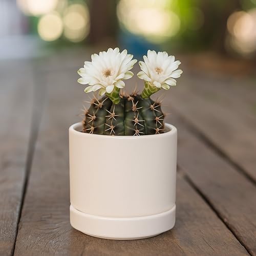 D'vine Dev 2-Pack Ceramic Pots with Saucers, Oatmeal, 3.5 in, 94-V-A-8 - Image 6