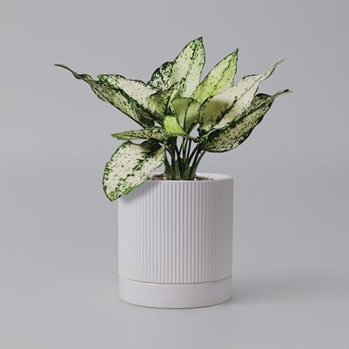 HERDUK 6 Inch Ceramic Plant Pot with Drainage & Saucer - Indoor Planter for Succulents, Cacti & Aloe Vera - Striped Design, High-Temp Fired Clay, Lightweight Modern Decor White by Herduk