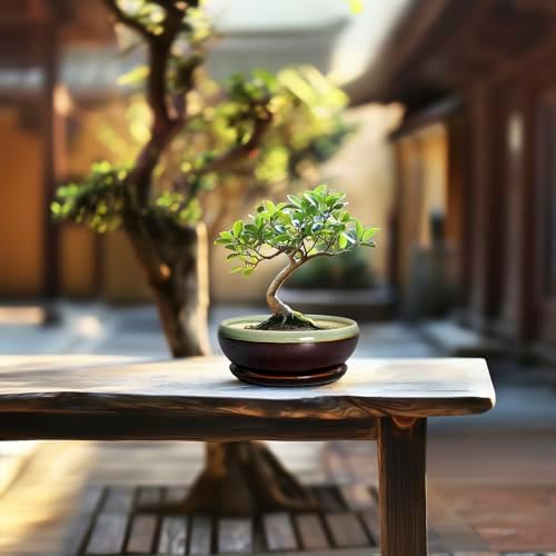 SQOWL Succulent Pots 6 Inch - Shallow Ceramic Planter, Bonsai Pot with Drainage Hole and Saucer, Round Ceramic Succulent Planter for Indoor Outdoor Plant, Kitchen Decor, Plant Lover Gift, Green-Brown - Image 7