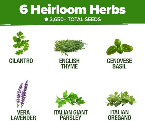 HOME GROWN 6 Herb Variety Pack 2650+ Seeds Extra Large Culinary Kit - Image 3