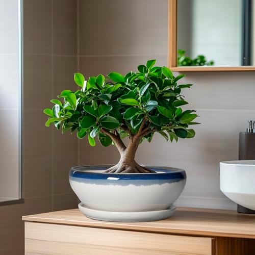 SQOWL Bonsai Pots Ceramic - 8 Inch Succulent Planters Indoor, Succulent Pot with Drainage Hole and Tray, Shallow Ceramic Plant Pot, Round Bowl Planter, Porch Decor, Gardening Gift, Blue Off-White - Image 6