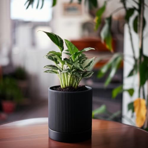 HERDUK 6 Inch Ceramic Plant Pot with Drainage & Saucer - Indoor Planter for Succulents, Cacti & Aloe Vera - Striped Design, High-Temp Fired Clay, Lightweight Modern Decor - Image 4