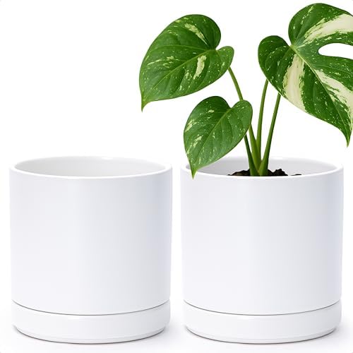 D'vine Dev 2-Pack Ceramic Pots with Saucers, White, 6.5 in, 94-V-C-1 by DvineDevPlanterPotsandStand