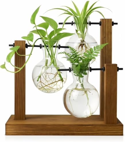 Plant Propagation Station, Wooden Stand with 3 Glass Vases by Unknown