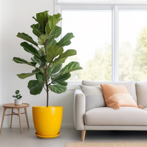 12 Inch Pots for Plants - Ceramic Planter for Indoor Plants Large Plant Pot with Drainage Hole and Saucer Round Outdoor Flower Pot for Garden Home Patio Office Yellow - Image 2