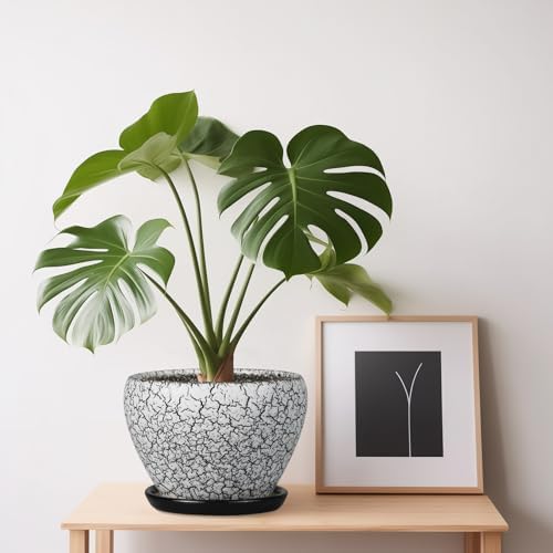 Ceramicfor Ceramic Planter Pot - 6 Inch Plant Pot with Drainage Hole and Saucer, Succulent Pot Glaze Round for Indoor Outdoor Plants, White and Black - Image 7