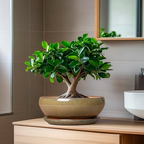 SQOWL Succulent Pots, 8 Inch Ceramic Bonsai Pots with Drainage Tray, Brown - Image 5
