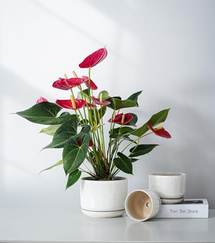 Ceramic Planters,Plant Pots with Saucers Set of 3(Reactive Glaze White) - Image 5