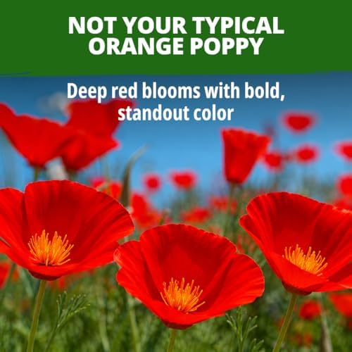 HOME GROWN Red Chief California Poppy Seeds, 2500 Eschscholzia californica - Image 2