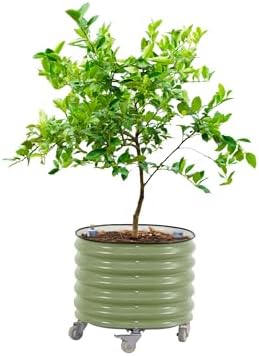 Rolling Citrus Tree Planter Gen 3, Self-Watering 24” Wide Round Large Plant Pots for Lemon Trees Tomatoes Flowers, Raised Garden Beds with Wheels for Outdoor Patio Porch, 30 Gallon, Olive Green by Unknown