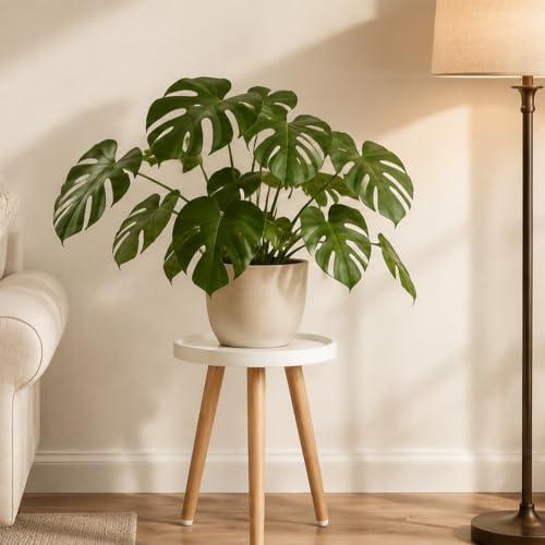 KGPLOME White Plant Stands Indoor with Raised Design and Heavy Wood Leg - Image 6