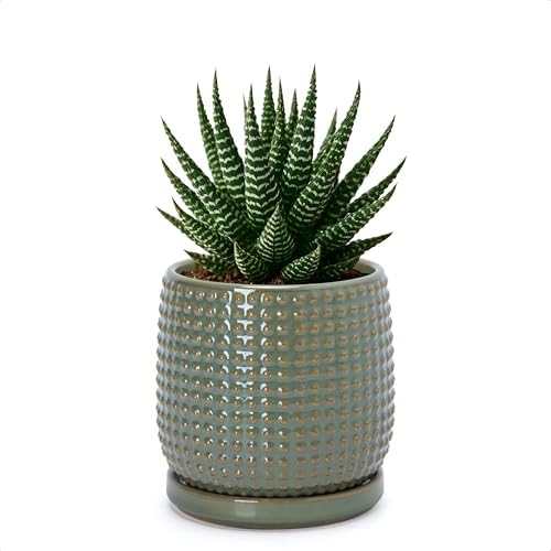 D'vine Dev Beaded Ceramic Pot with Saucer, 4 in, Olive, 27-C-Z-0 by DvineDevPlanterPotsandStand