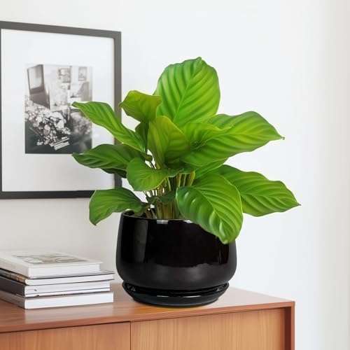 G EPGardening Ceramic Planter 7 Inch, Ceramic Pot for Plants, Black - Image 5