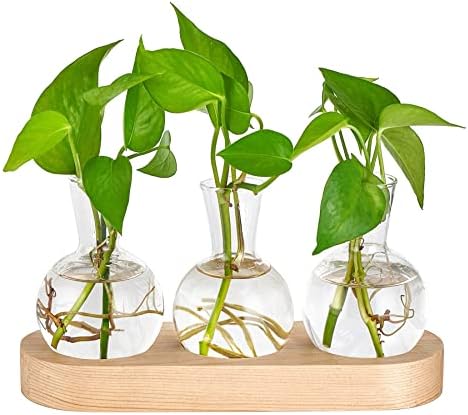 Mkono Plant Propagation Station, Desktop Glass 3 Bulb Vase Beige Wood Tray by Mkono