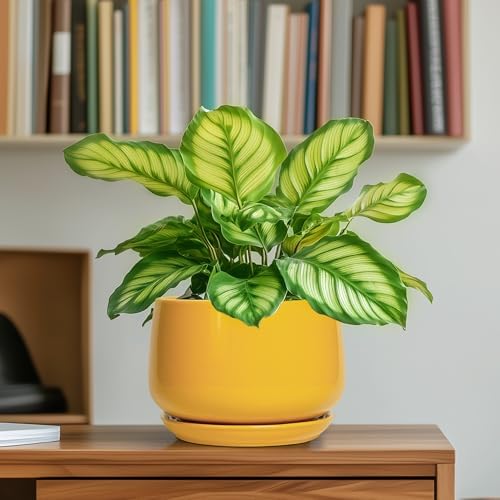 G EPGardening Ceramic Plant Pot - 6 Inch Ceramic Planter with Drainage Hole and Tray, Modern Round Planter, Flower Pot for Indoor Outdoor Plants, Plants Lovers Gifts, House Garden Decor, Yellow - Image 6