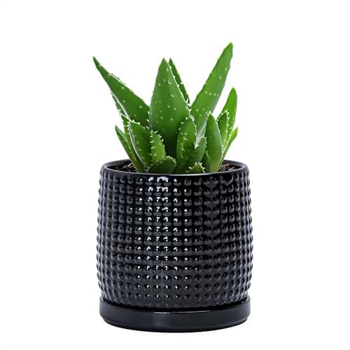 D'vine Dev Beaded Ceramic Pot with Saucer, 4 in, Glossy Black, 27-C-Z-2 by DvineDevPlanterPotsandStand