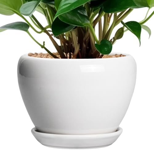 Ceramicfor Ceramic Pot for Plants - 6 Inch Plant Pot for Succulent Plants, Glaze Modern Round Planter with Drainage Hole and Saucer, Gifts for Plant Lovers, Home Office Patio Room Decor, White by Ceramicfor