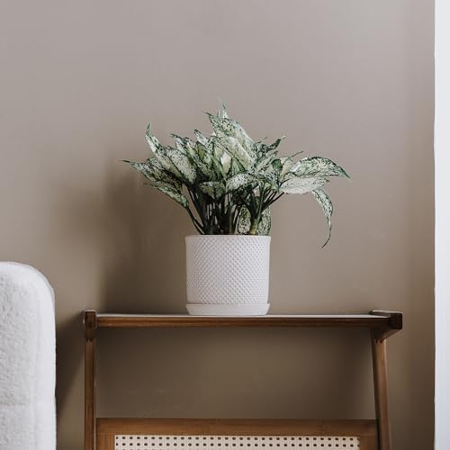 5.8 Inch Ceramic Planter with Drainage Hole & Bonded Saucer - Image 5