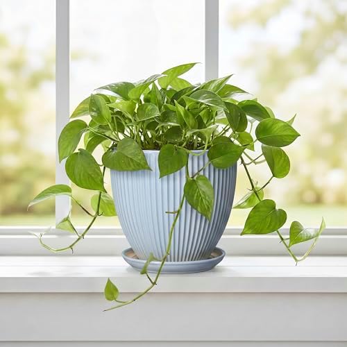 Ceramic Flower Pots, 6 Inch Plant Pot for Indoor Plants, Modern Ceramic Planter with Drainage Hole and Saucer, Small Orchid Pots, Home Decor, Gifts for Plant Lovers Women Men, Light Blue - Image 5