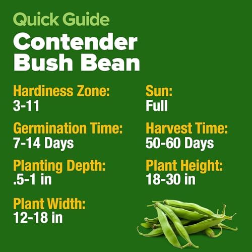 HOME GROWN Contender Bush Bean Seeds, 28+ Seeds, Phaseolus vulgaris - Image 5