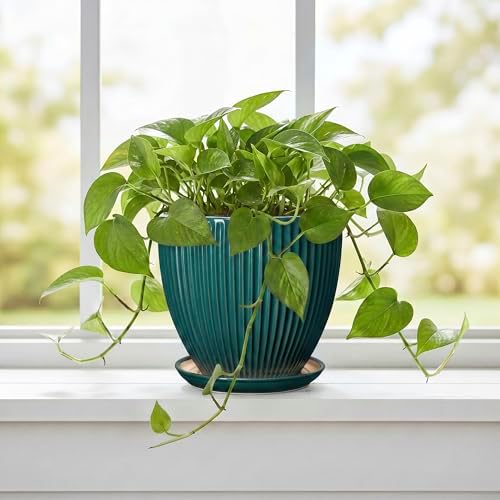 Ceramic Flower Pots, 6 Inch Planters with Drainage Hole and Saucer, Decorative Round Plant Pots for Indoor Plants, Modern Succulent Pot, Office Bedroom Decor, Plant Lover Gifts, Blackish Green - Image 5