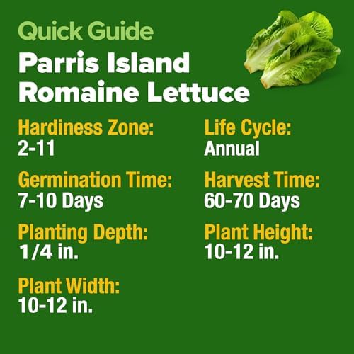 HOME GROWN Parris Island Romaine Seeds, 3,500+ Seeds, Lactuca Sativa - Image 5