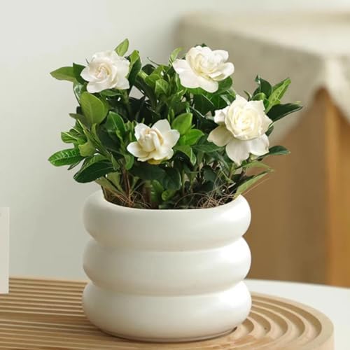 Ceramic Plant Pot Indoor, 6.5 Inch Flower Pot with Drainage Hole, Tiered Bubble Design Ceramic Planter for Home & Office Decor (Beige) - Image 4