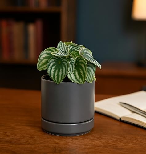 D'vine Dev 4.7 Inch Ceramic Planter Pot, Grey, 94-O-B-3 - Image 5