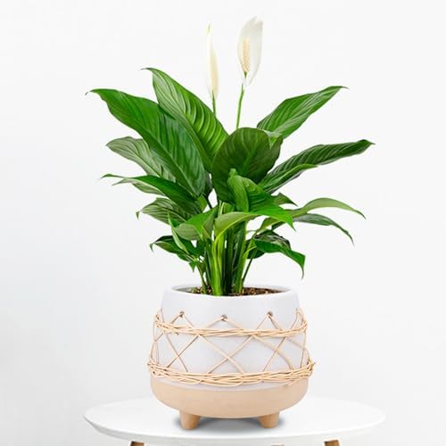 Ceramic Planter Pot for Indoor & Outdoor Plant, Flower - Image 5