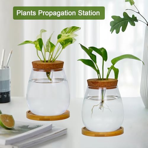 Desktop Plants Terrarium Propagation Station Hydroponic Planters Retro Oval Glass Vase with Lid and Stand Home Office Decoration Gifts 2 Pack - Image 2
