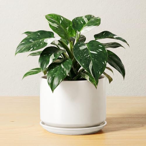 LE TAUCI Ceramic Pots for Plants, 6.8 Inch Plant Pots with Drainage Hole & Saucer, Modern Planter for Indoor Plants, Stable & Durable, Perfect for Living Room or Office Decor, White by LETAUCI