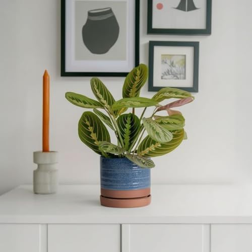 HERDUK 6 Inch Plant Pots, Ceramic Planter Pot with Drainage Hole & Saucer, Indoor/Outdoor Cylinder Round Planter Pot, Aqua Blue & Terracotta Red - Image 2