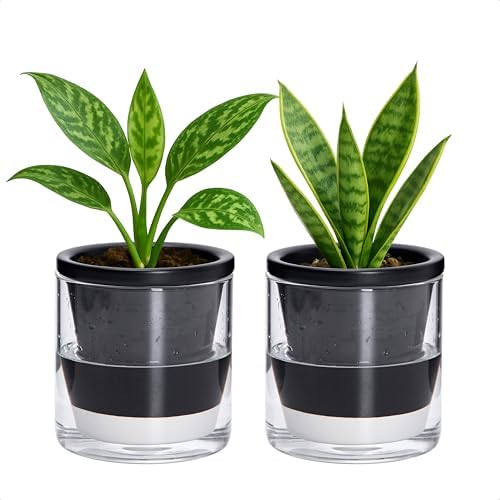 D'vine Dev Self-Watering Black Terracotta Planter, 4 in, 2-Pack, 37-Y-A-3 by DvineDevPlanterPotsandStand