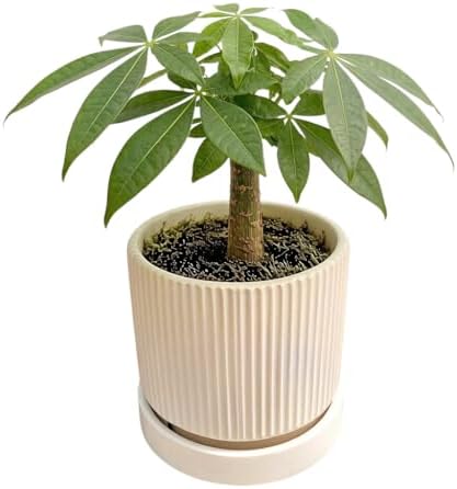 Cuteforyou 5.1 Inch Modern Textured Ceramic Succulent Planter Pot – Perfect for Small Plants, Cacti & Desk Decor – Lightweight & Durable，Yellow - Image 5
