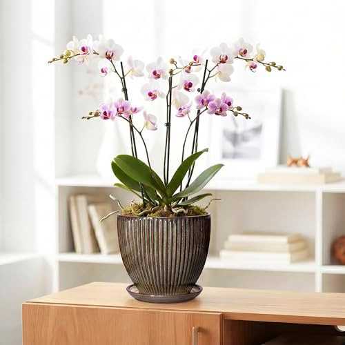 Ceramic Planter, 8 Inch Plant Pots for Indoor Plants, Round Planter with Drainage Hole and Saucer, Modern Decorative Flower Pots, House Office Decor, Gifts for Plant Lovers, Retro Brown - Image 5