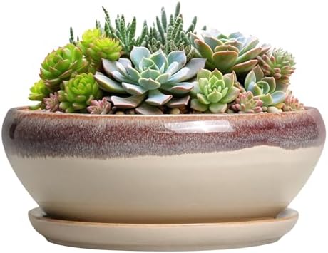 SQOWL Succulent Pots 8 Inch - Ceramic Bonsai Pots for Indoor Plants, Round Shallow Plant Pot with Drainage Hole and Saucer, Bowl Planter Outdoor, Patio Decor, Plant Lover Gifts, Beige by SQOWL