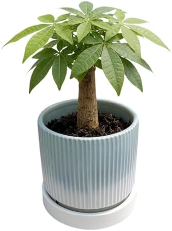 Cuteforyou 5.1 Inch Modern Textured Ceramic Succulent Planter Pot – Perfect for Small Plants, Cacti & Desk Decor – Lightweight & Durable，Blue - Image 3