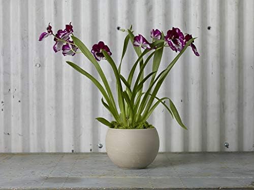 Astrid Ceramic Pot (95642.57) Modern Pot Decor for Home or Office l Indoor and Outdoor Planter for Any Event Decorations (6.5"x 4.75") - Image 2